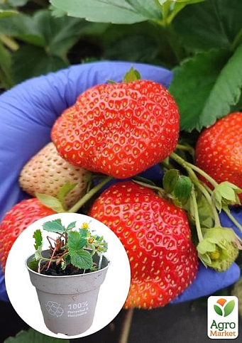Клубника садовая ремонтантная "Ania" укорененная в контейнере