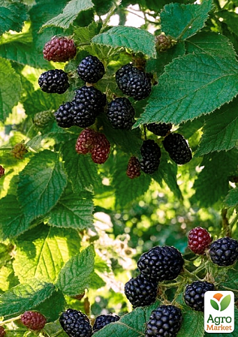 Ожина "Arapaho" (високоврожайний сорт, ранній термін дозрівання) - фото 4