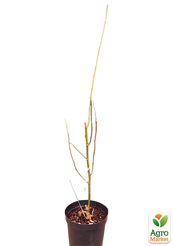 Лабурноцитісус Адама (Laburnocytisus adamii) вазон С5, висота 80-120см - фото 4