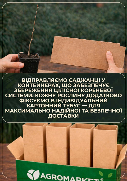 Катальпа бігнонієподібна на штамбі "Nana" висота 120см