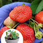 Клубника садовая ремонтантная "Ania" укорененная в контейнере