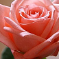 Роза чайно-гибридная "Дольче Вита" НОВАЯ (саженец класса АА+) высший сорт