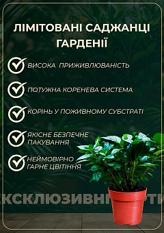 LMTD Гардения на штамбі з бутонами 3-х річна "The first love" (65-80см)28