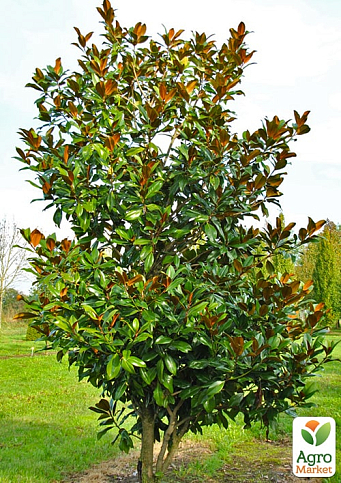 LMTD Магнолія Королівська "Grandiflora" 3-річна (висота 40-50см) - фото 5