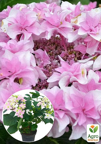 Гортензия цветущая крупнолистная "Доппио Роза" (Hydrangea macrophylla Doppio Rosa) вазон С1,5
