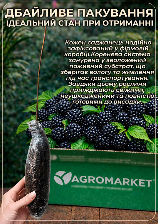 Ексклюзив! Ожина чорна "Садове диво" (Garden miracle) (преміальний високоврожайний сорт, середньраннього терміну дозрівання)