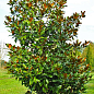 LMTD Магнолія Королівська "Grandiflora" 3-річна (висота 40-50см)
