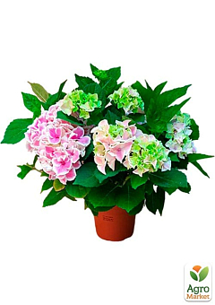 LMTD Гортензия крупнолистная цветущая 3-х летняя "Saxon Candy Heart Pink" (30-40см)20