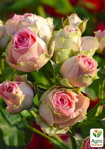 Троянда бордюрна "Мімі Еден" у контейнері, вищий сорт - фото 2