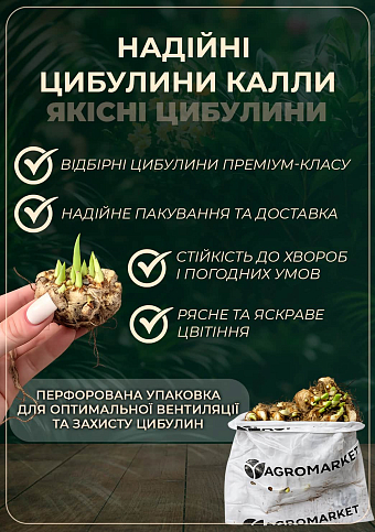 Калла "Crystal Blush" 1шт в упаковке - фото 2