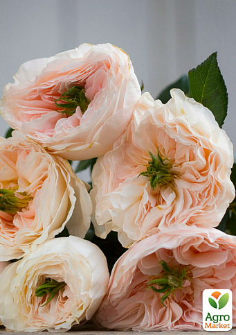 Троянда англійська серії Девіда Остіна «Чаріті» (саджанець класу АА +) вищий сорт