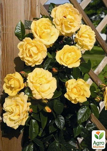 Троянда плетиста "Дукат" (саджанець класу АА+) вищий сорт - фото 3