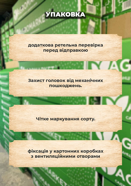 Ексклюзив! Часник посадковий (головка) "Ірен" 0.5кг - фото 3