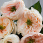 Троянда англійська серії Девіда Остіна «Чаріті» (саджанець класу АА +) вищий сорт