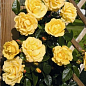 Троянда плетиста "Дукат" (саджанець класу АА+) вищий сорт цена