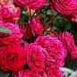 Роза флорибунда "Domaine de St Jean de Beauregard" (саженец класса АА+) высший сорт
