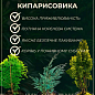 Кипарисовик туевидный "Red Star" С2, высота 15-20см цена