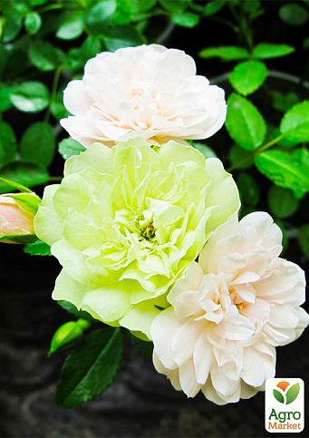 Роза мелкоцветковая (спрей) "Green Ice"(саженец класса АА+) высший сорт