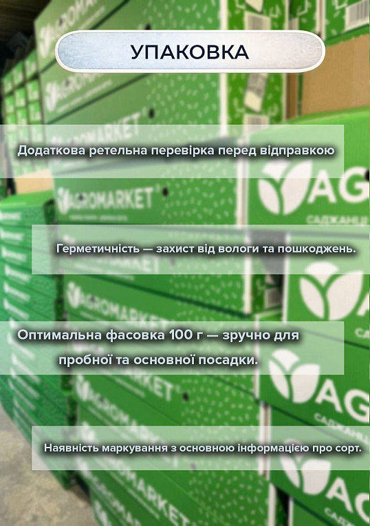 Эксклюзив! Чеснок посадочный (воздушные семена) "Богуславский" 100г - фото 3