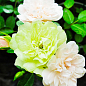 Троянда дрібноквіткова (спрей) «Green Ice» (саджанець класу АА +) вищий сорт