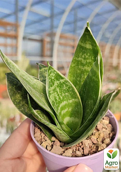 LMTD Сансевієрія "Green Hahnii" висота рослини 15-25см7