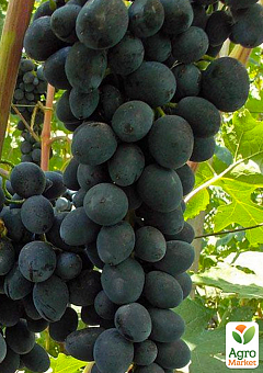 Виноград "Чорна Вишня" (ультраранній термін дозрівання, з нотками вишневого смаку)1