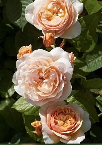 Троянда англійська "Juliet" (саджанець класу АА+) вищий сорт - фото 4