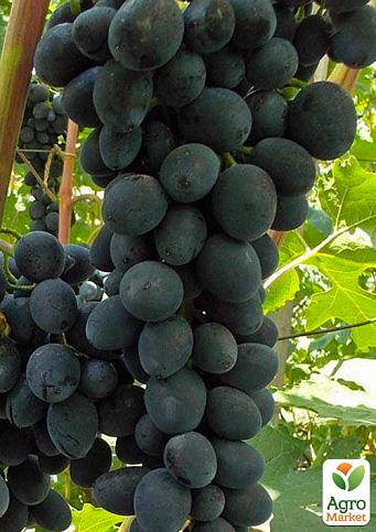 Виноград "Чорна Вишня" (ультраранній термін дозрівання, з нотками вишневого смаку)