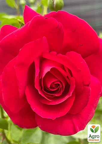 Троянда плетиста "The Prince's Trust" (саджанець класу АА+) вищий сорт - фото 3
