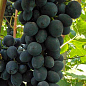 Виноград "Чорна Вишня" (ультраранній термін дозрівання, з нотками вишневого смаку)
