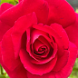 Троянда плетиста "The Prince's Trust" (саджанець класу АА+) вищий сорт цена