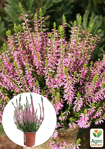 Вереск вечнозеленый "Myrtha"