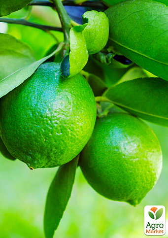 LMTD Лайм класик на штамбі з плодом 3-х річний "Aurantifolia Lime" (25-45см) - фото 3