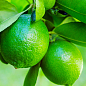 LMTD Лайм класик на штамбі з плодом 3-х річний "Aurantifolia Lime" (25-45см) цена