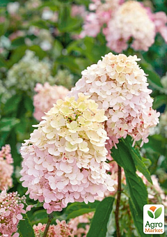 Гортензия метельчатая 2-х летняя "Magical Sweet Summer" высота саженца 20-30см4