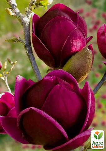Магнолия привитая 4-х летняя гибридная "Black Tulip" (высота 60-80см) - фото 3