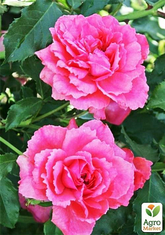 Троянда англійська плетиста "Солодкий поцілунок" (саджанець класу АА +) вищий сорт - фото 2
