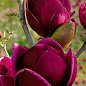 Магнолия привитая 4-х летняя гибридная "Black Tulip" (высота 60-80см) цена