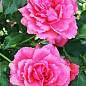 Роза английская плетистая "Сладкий поцелуй" (саженец класса АА+) высший сорт купить