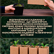 Магнолія "Judy" (Джуді) цена