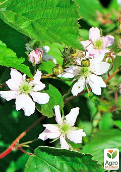 Ежевика "Тройная корона" (Rubus fruticosus "Triple Crown") Нидерланды, вазон П911