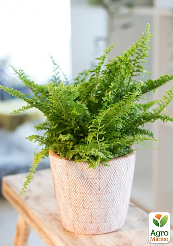 Нефролепис "Green Fantasy" (папороть кімнатна) - фото 6