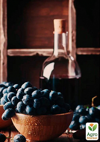 Виноград "Руслан" (дуже ранній термін дозрівання, кисть формується без горошенія) - фото 2