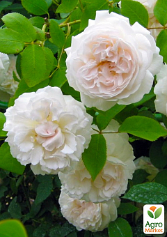 Ексклюзив! Троянда англійська біла з нюдовой серединою "Аріана" (Ariana) (саджанець класу АА +, преміальний махровий сорт)8