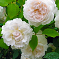 Эксклюзив! Роза английская белая с нюдовой серединой "Ариана" (Ariana) (саженец класса АА+, премиальный махровый сорт)