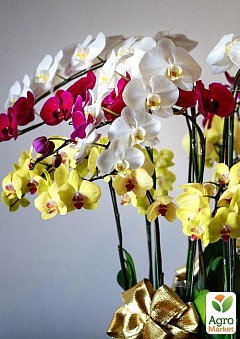 Фаленопсис мікс "Phalaenopsis mixed" дм 12 см вис. 65 см1