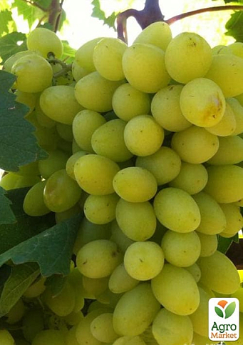 Виноград "Біла Надія" (надранній, двостатевий, великий) - фото 4