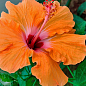 Гибискус комнатный "Boreas Orange" 