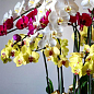 Фаленопсис микс "Phalaenopsis mixed"  дм 12 см выс. 65 см