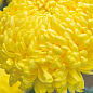 Хризантема  "Bellatia" (низкорослая крупноцветковая)